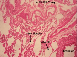 TEJIDO RESPIRATORIO: HISTOLOGIA DEL APARATO RESPIRATORIO
