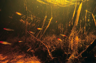 200 Referensi Desain Dan Model Aquascape Berdasarkan Tema https://www.faktapopuler.com/2018/12/200-referensi-desain-dan-model.html
