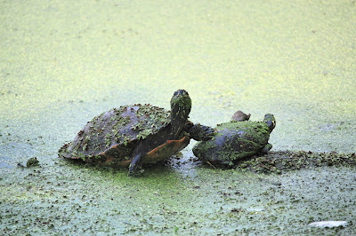 Photo of turtle by Eleonor G. on Unsplash