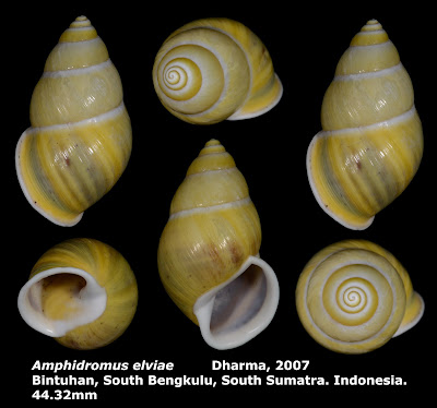 Amphidromus elviae 44.32mm