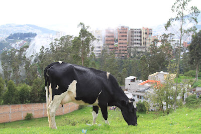 A Cow Graze With Quito in the Background 