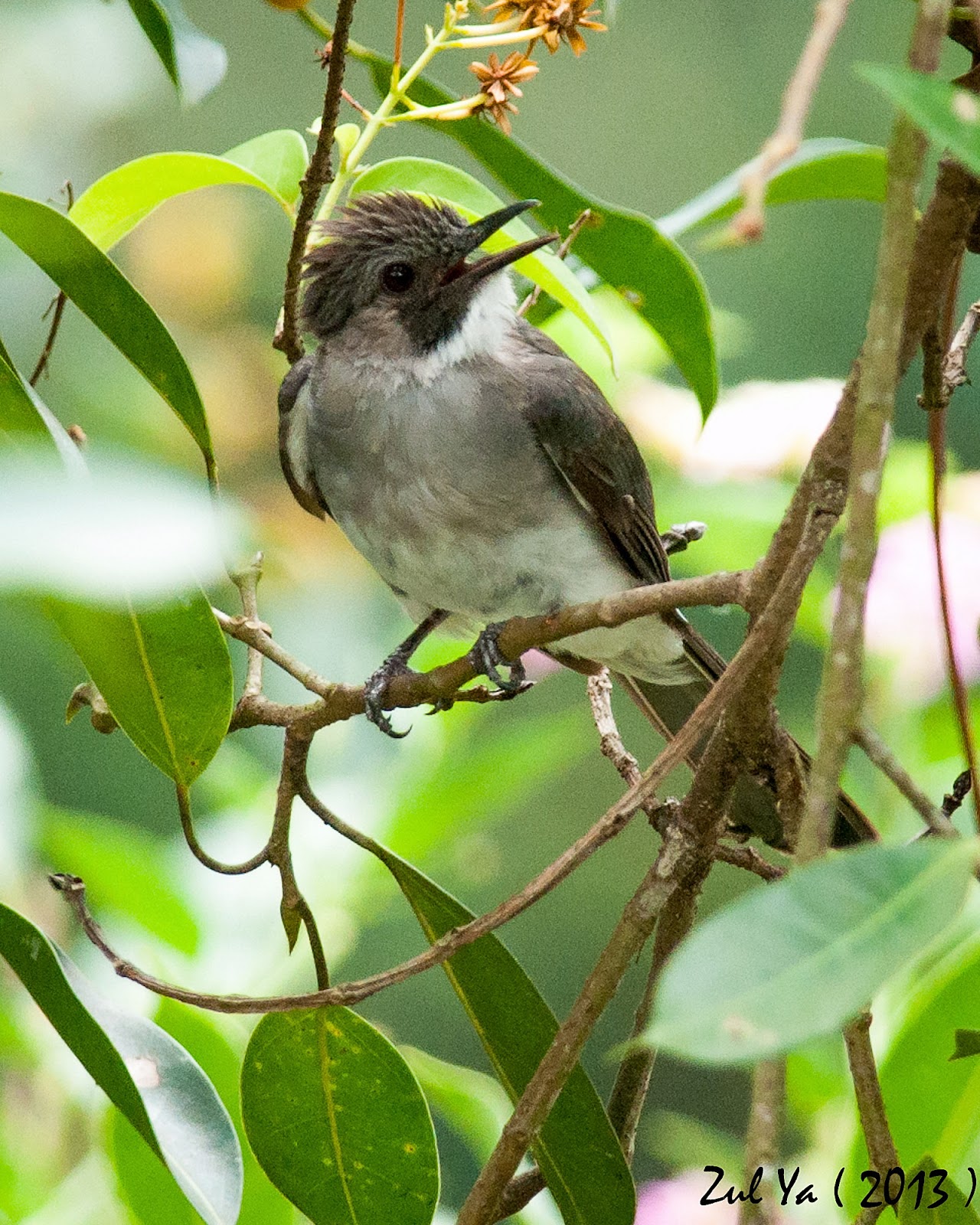 Zul Ya - Birds of Peninsular Malaysia: The Bulbul's Collection ...