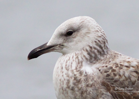 Caspian Gull 1st-winter, Cachinnans, London
