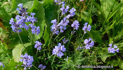 lavanda pianta aromatica e officinale nel giardino visitabile della fattoria didattica dell ortica a Savigno Valsamoggia Bologna vicino Zocca nell Appennino