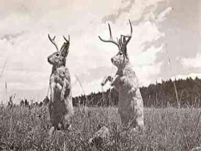 The Jackalope Festival From Douglas Wyoming