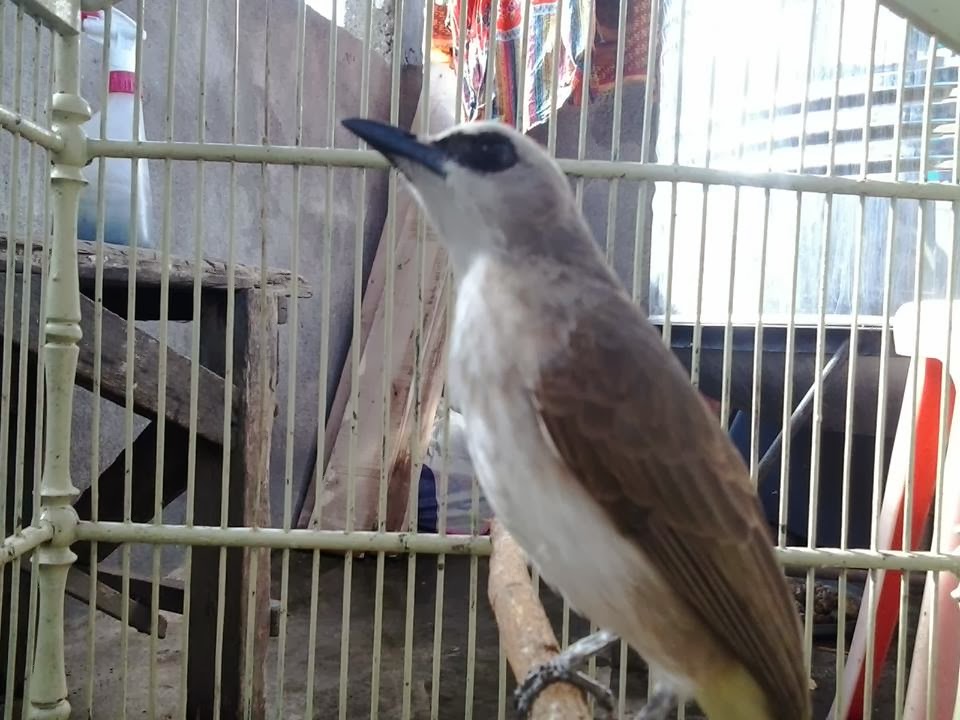 Mr Kicau Burung Trucukan Ropel Nggaruda Memang Istimewa