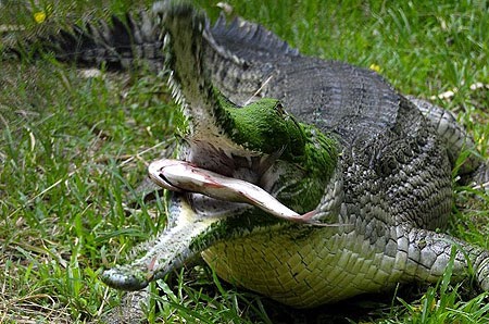 The Life Of Animals: Gharial