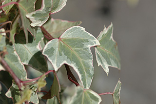 オカメヅタ／ヘデラ／アイビー