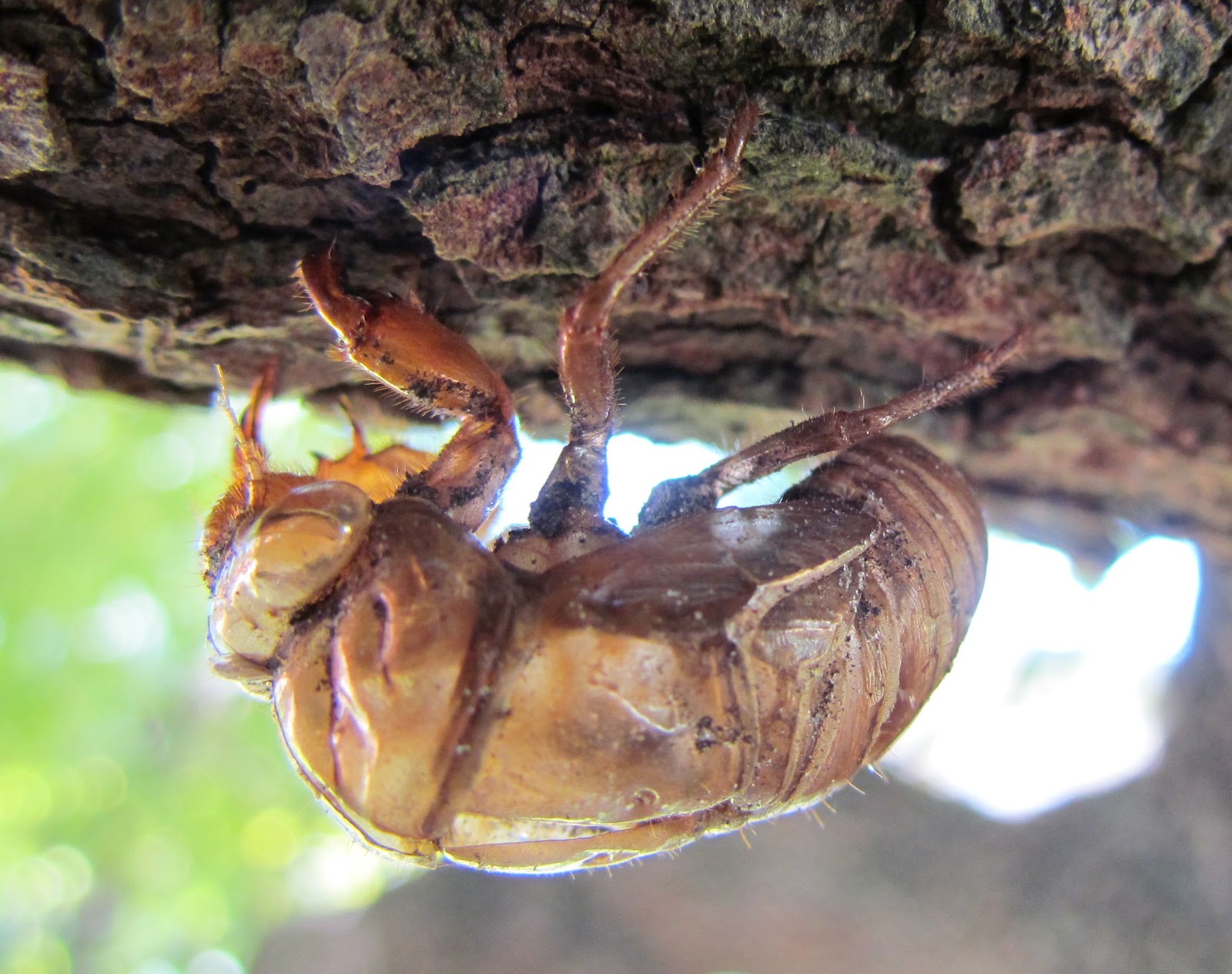 Tim's Backyard: Cicada Killer Wasp