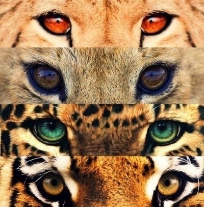 Eyes Of The Big Cats