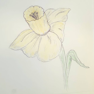 A Spring Daffodil