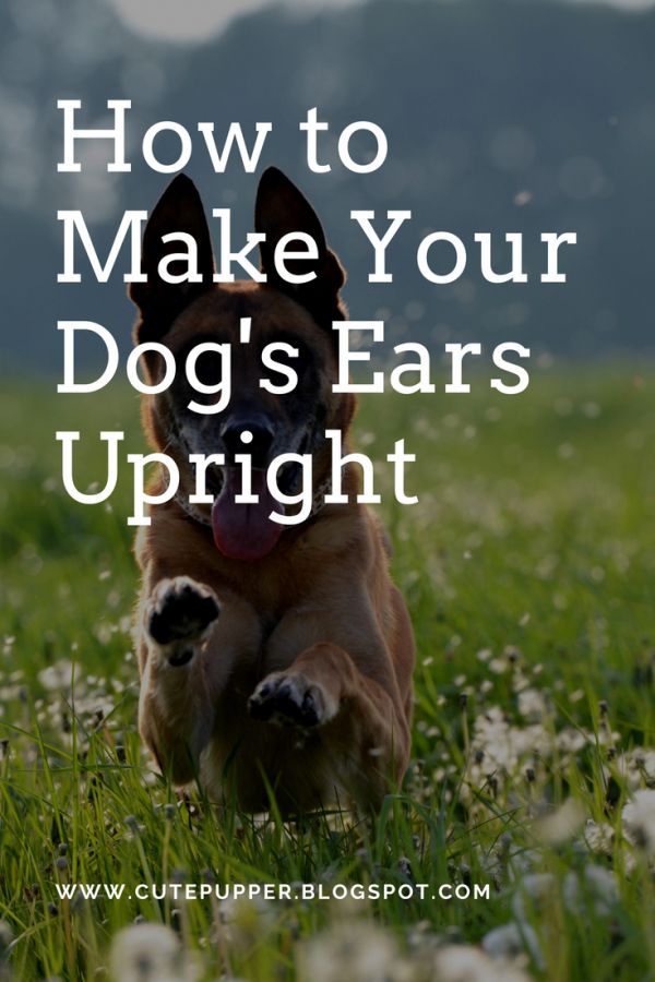 How to Make Your Dog's Ears Upright