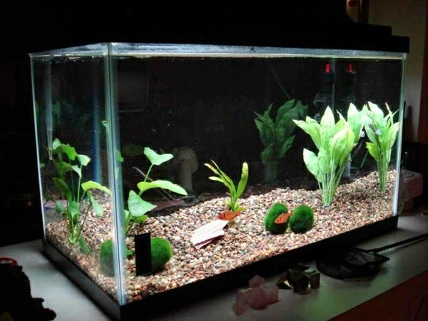 Use aquarium as a room divider – 26 examples.