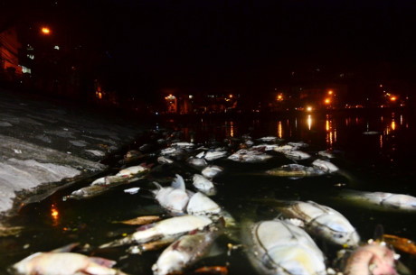 Hà Nội: Cá chết trắng bên hồ Hoàng Cầu - Ảnh 1 Ha Noi: Ca chet trang ben ho Hoang Cau - Anh 1