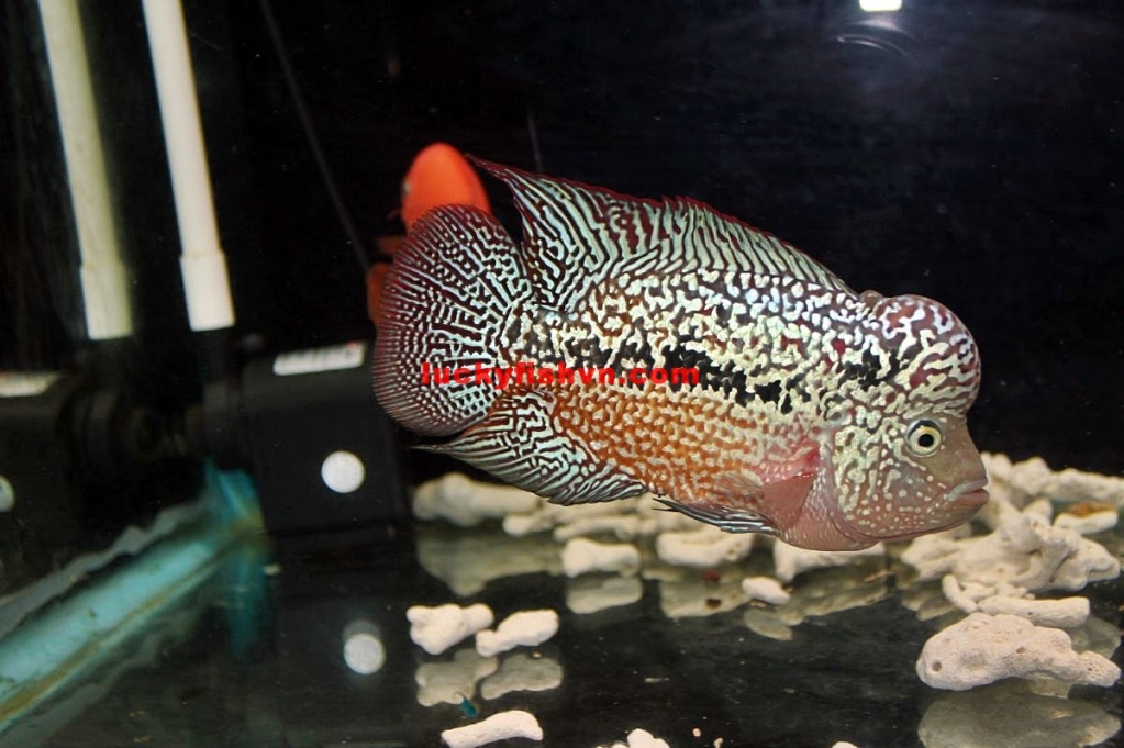Flowerhorn The Hybrid Cichlids: Kingkamfa Fish