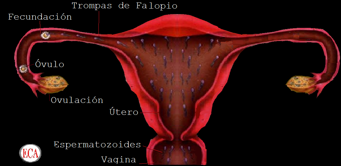 BIOLOGÍA nivel enseñanza media SISTEMA REPRODUCTOR FEMENINO