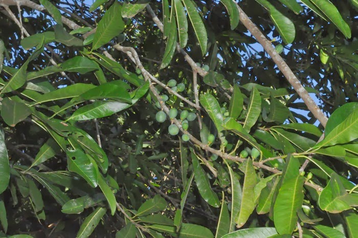 FLORA DE MISIONES Argentina Chrysophyllum gonocarpum (Mart. & Eichler