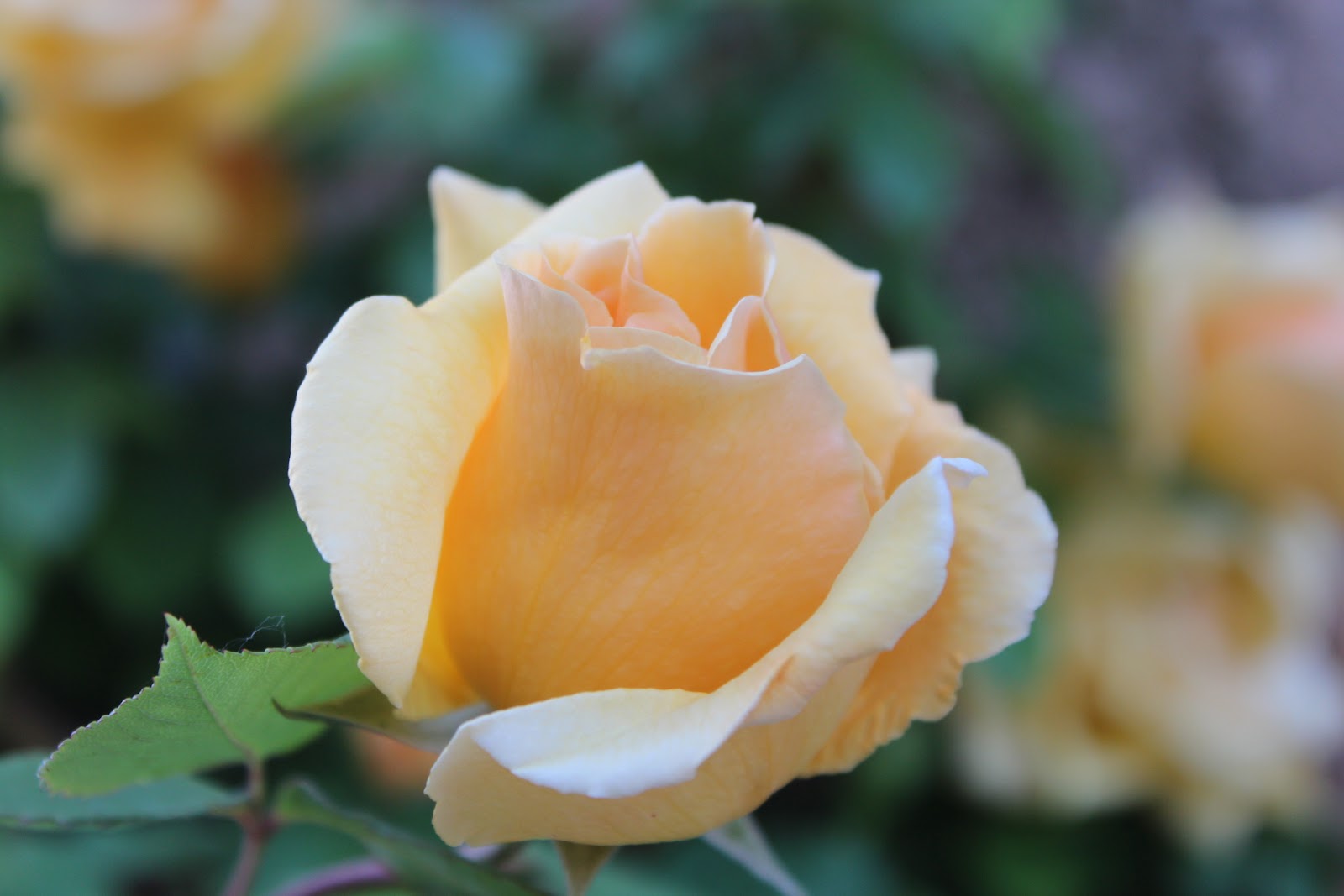 Historia y Genealogía: Rosas y Flores.