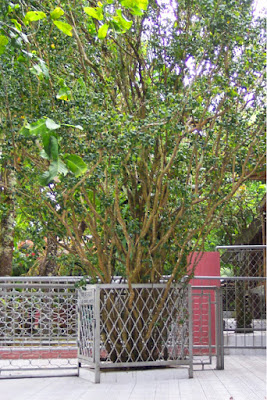 Tumbal Nyawa Demi Kekayaan di Gunung Kawi cewek cantik ini cari kekayaan di gunung