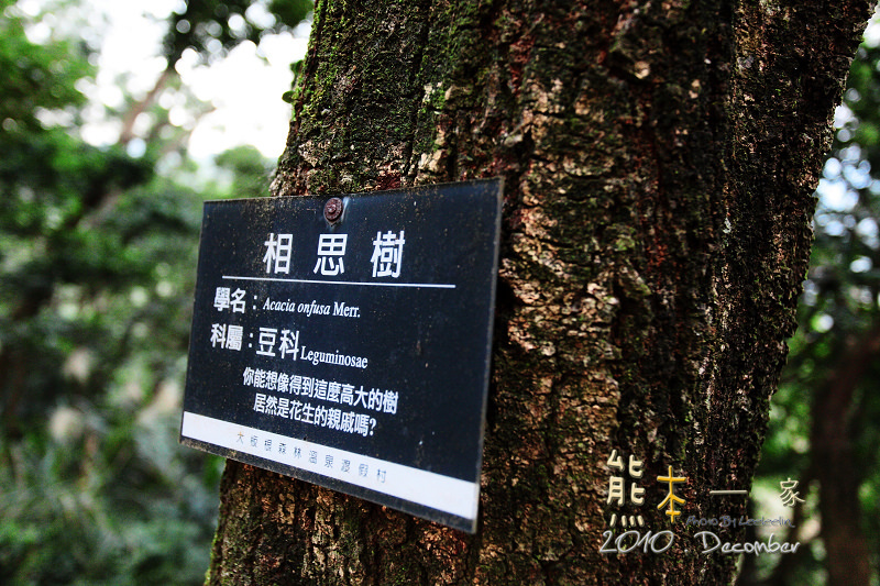 三峽溫泉旅館|大板根森林溫泉渡假村|新北市大板根森林|三峽露天溫泉