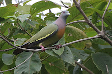 Pink-necked Green Pigeon_2011