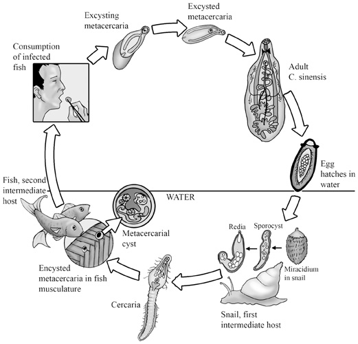 Lecture Notes in Medical Technology Lecture 8 THE LIVER FLUKES