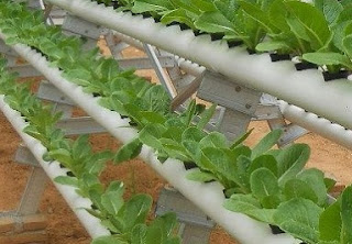 Budidaya tanaman sawi putih pdf free