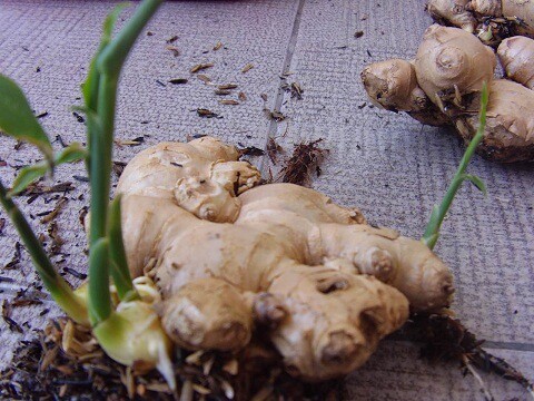 Kentang Berkembang Biak Dengan Cara