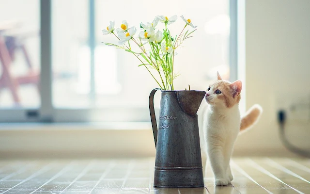 Kat en vaas met bloemen