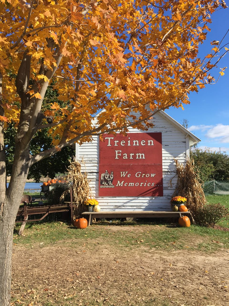 pleasant living treinen farm corn maze and pumpkin patch