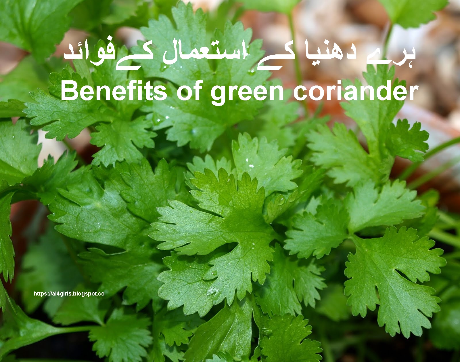 Benefits of green coriander ہرے دھنیا کے استعمال کےفوائد۔ ALL FOR GIRLS