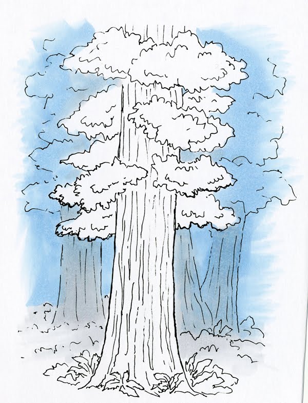 california redwood coloring pages - photo #9
