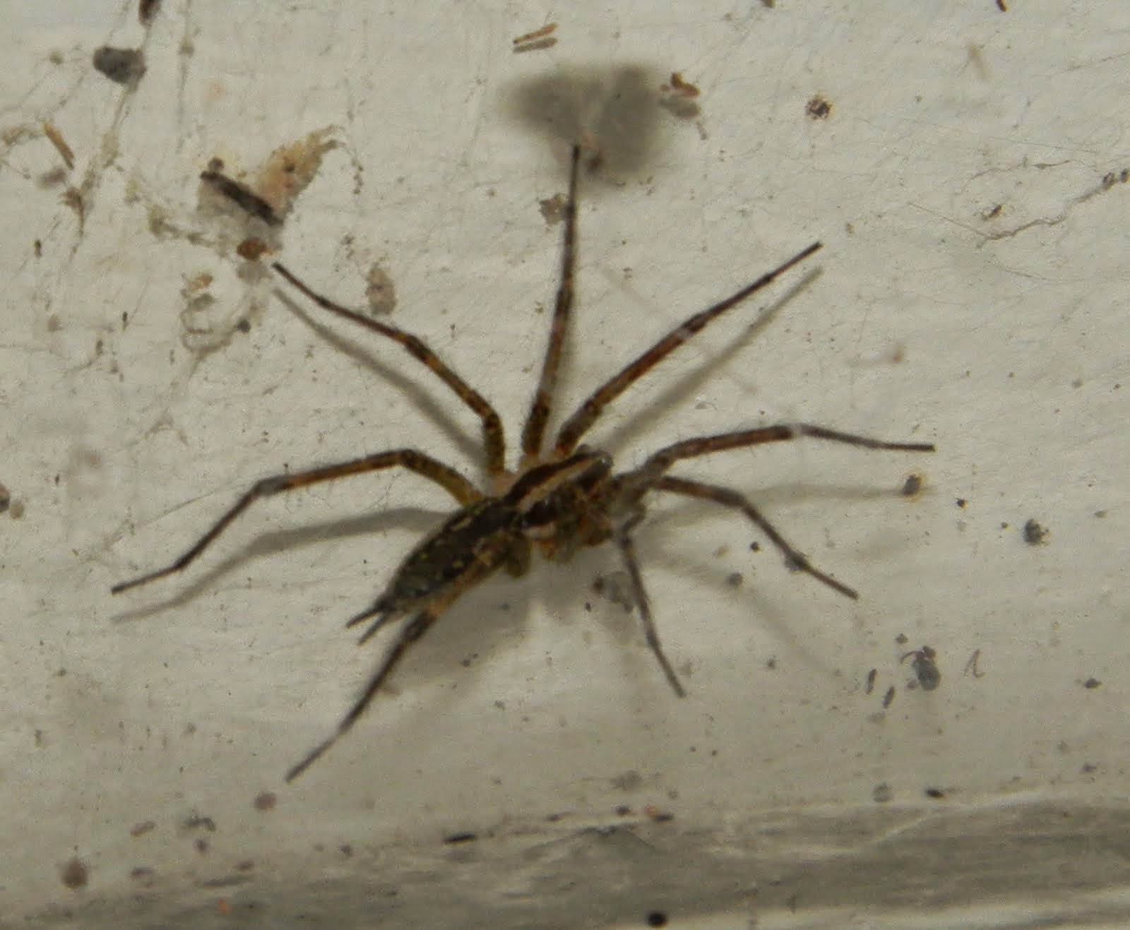 Tennessee Spiders | The Spider Guide
