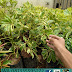 Jual Bunga Walisongo Harga Murah