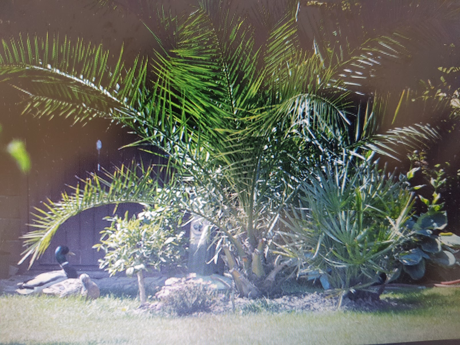 Die Schwalbe Mai 2017