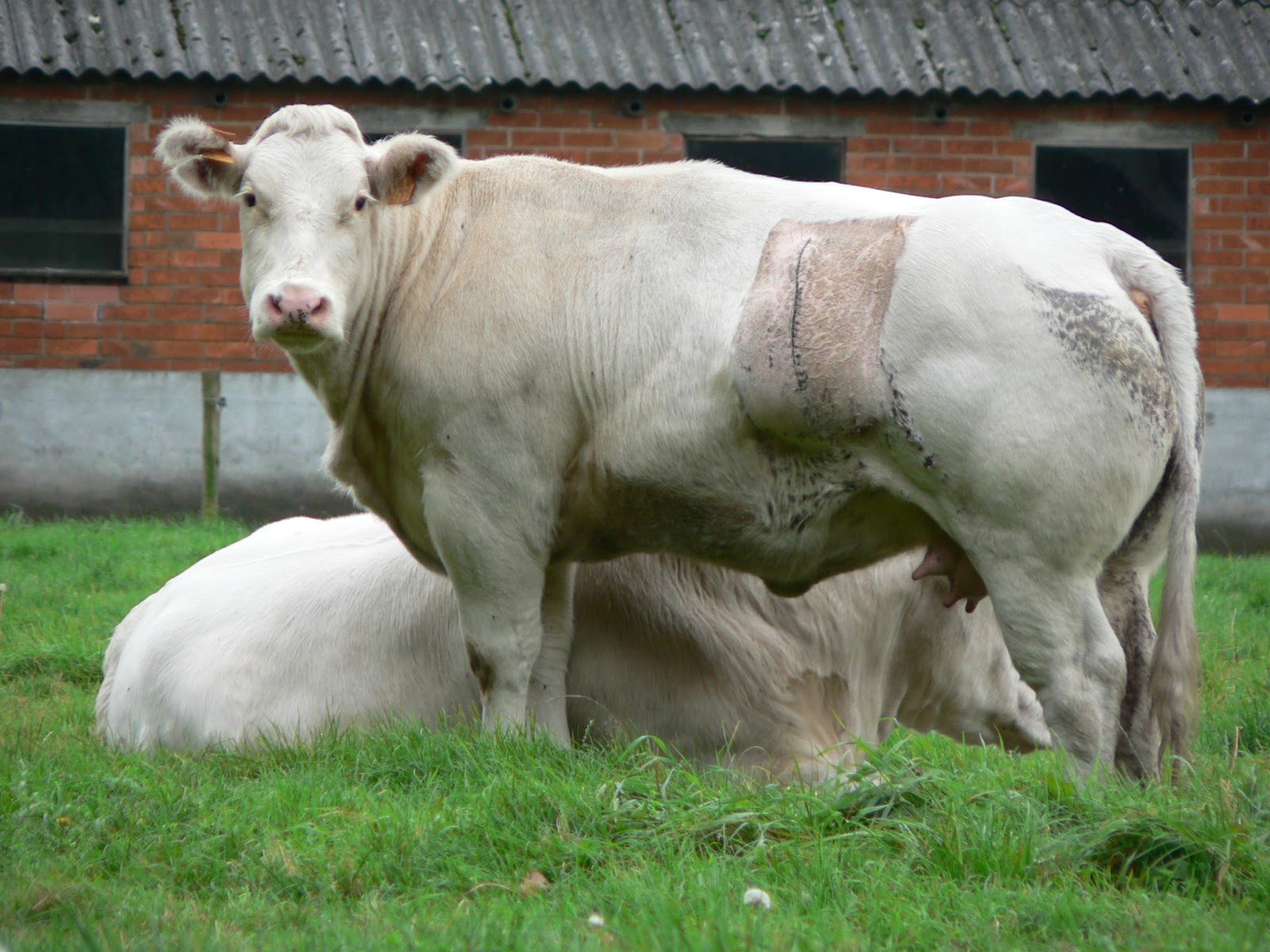 vachement-belles-la-blanc-bleu-belge