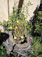 Palm Tree became a tomato container