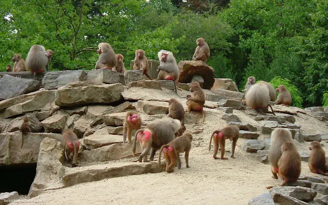 Groep apen op de rotsen in dierentuin Emmen