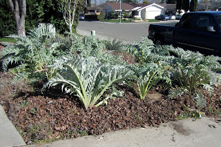 artichoke plants in garden