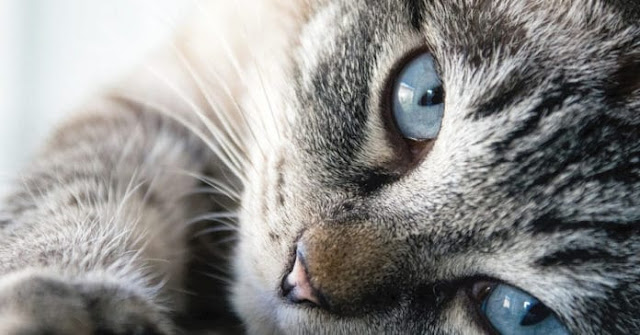 ¿Por qué los gatos son protectores de nuestro hogar contra energías negativas y fantasmas?