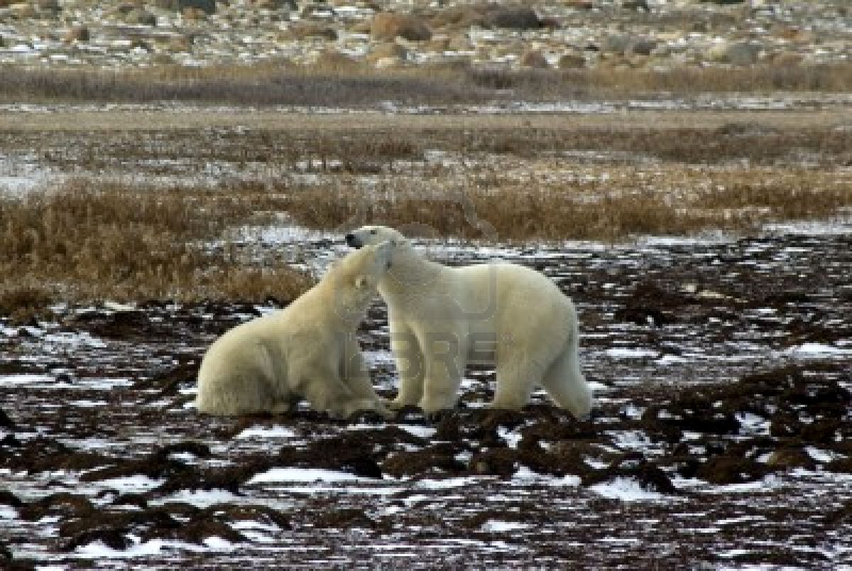 eco416info Tundra eco416info Tundra