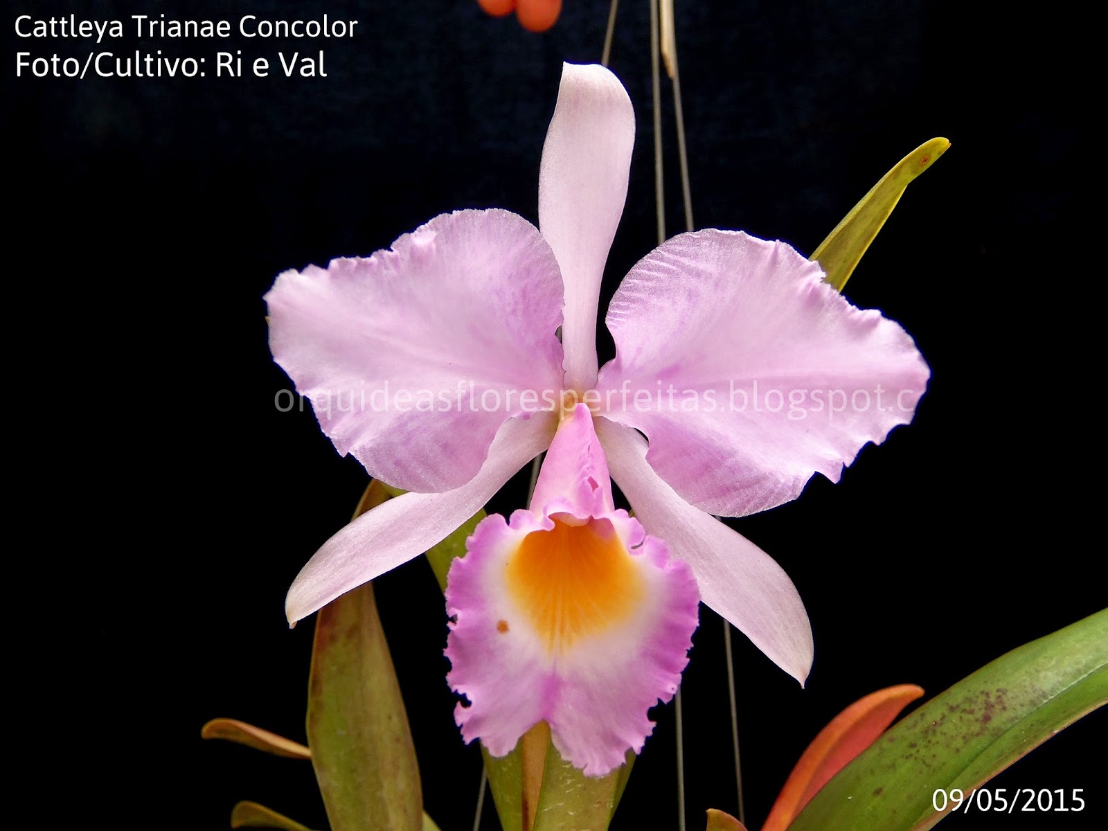 ORQUÍDEAS FLORES PERFEITAS: Cattleya Trianae Concolor