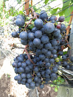 Cabernet Sauvignon at GreenLane