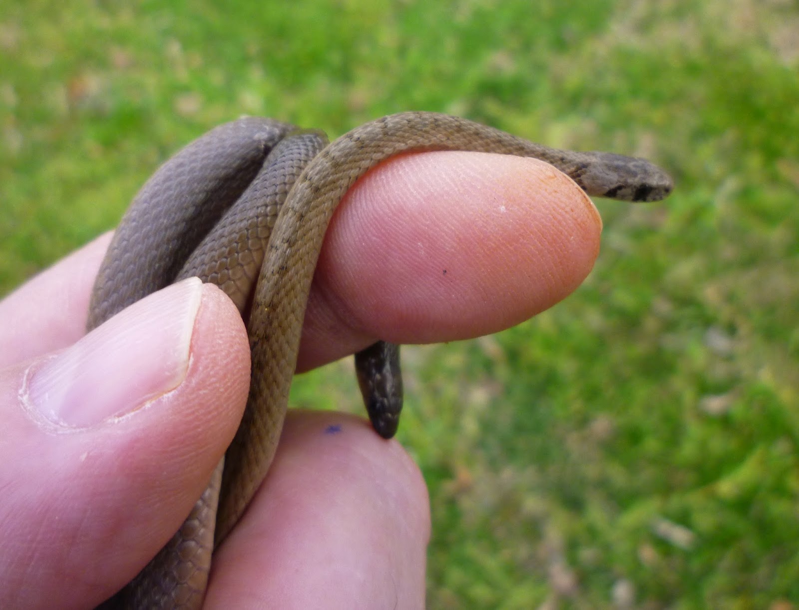 From Bluebirds to Turtles THREE LITTLE FOSSORIAL SNAKES