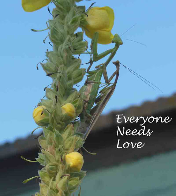 Praying Mantis Pair Mating on Mullein at the End of October, ©B. Radisavljevic