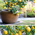 Lemon tree for Container Gardening