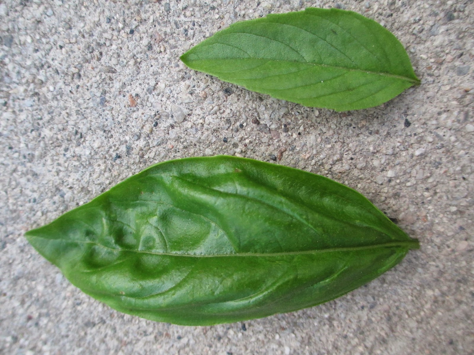 Andie's Way Thai Basil