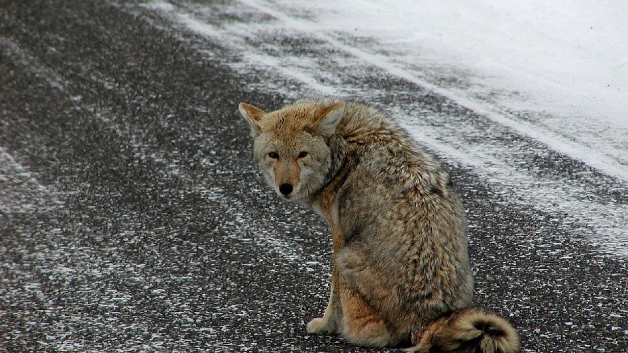 Can Coyotes Climb Fences Fence Choices