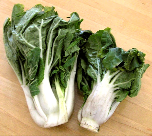 大白菜，大白菜种植方法，大白菜种植指南，大白菜种植技巧，大白菜种植有机大白菜，大白菜种植有机大白菜，大白菜种植有机大白菜