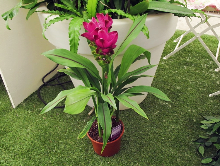 Curcuma planta y flor
